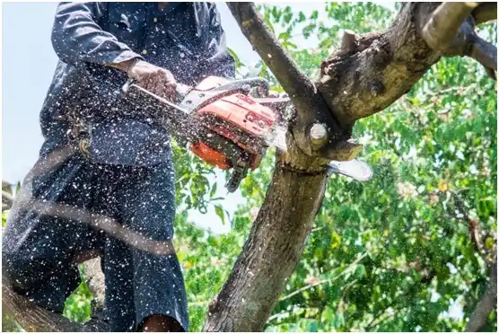 tree services Yorkville